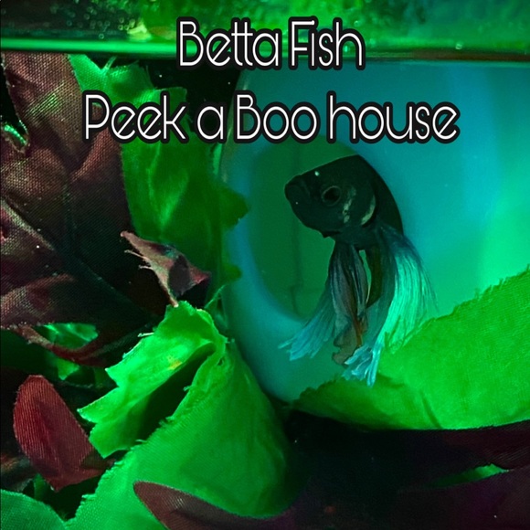 🐬betta fish floating peek a boo hideout - Picture 8 of 10
